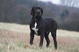 DOGUE ALLEMAND 711